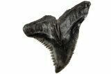 Serrated, Fossil Shark (Hemipristis) Tooth - South Carolina #202460-1